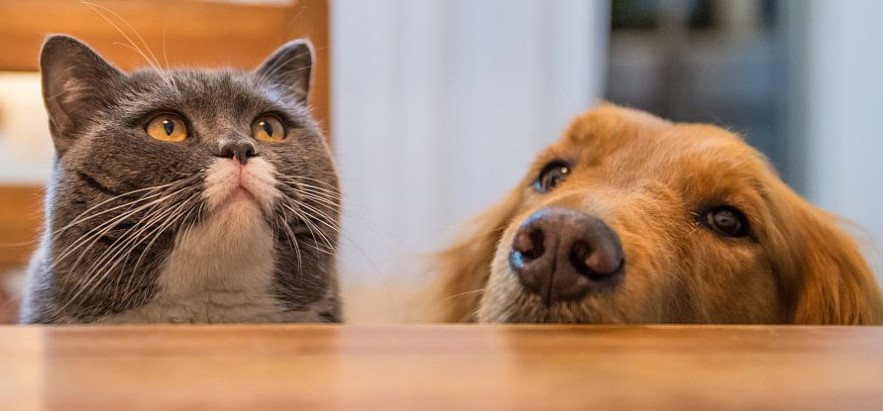 寵物店資產頂讓元朗總投資額約$100,000易接受租金已發展可持續生意模式可穩守本業繼續完善發展生意資產轉讓特許經營及加盟資料