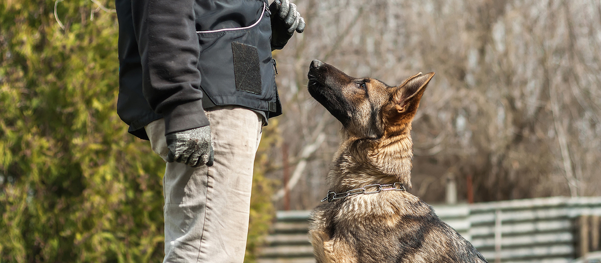 寵物店生意轉讓利潤約$27,000穩發展太子位於地舖易接受租金屋苑住宅提供需求可沿業務優勢擴張發展生意頂讓特許經營及加盟資料