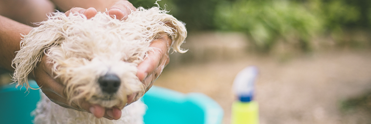 寵物店生意轉讓純利可達$59,900紅磡位於樓上舖易接受租金已發展可持續生意模式財務表現穩定生意頂讓特許經營及加盟資料