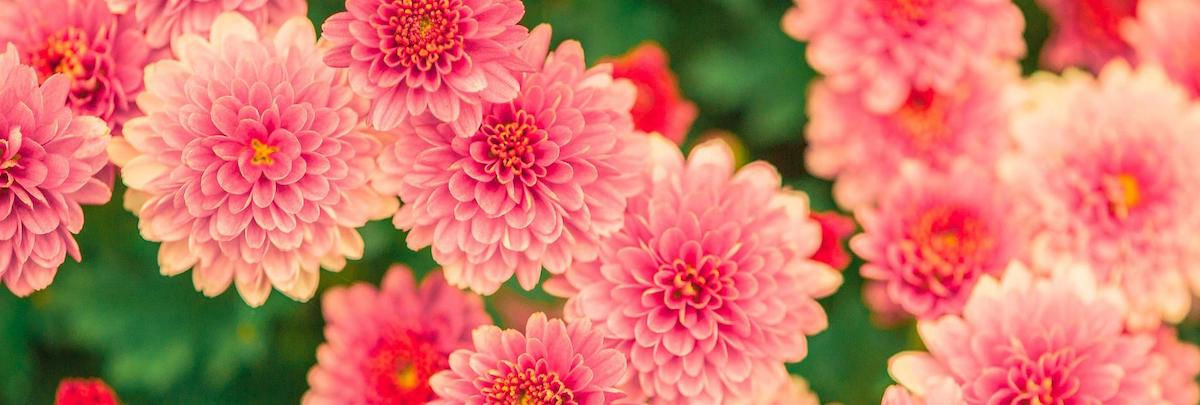 花店資產頂讓油麻地總投資額約$180,000穩固發展民生剛需環繞可轉型成彈性管理時間生意資產轉讓特許經營及加盟資料