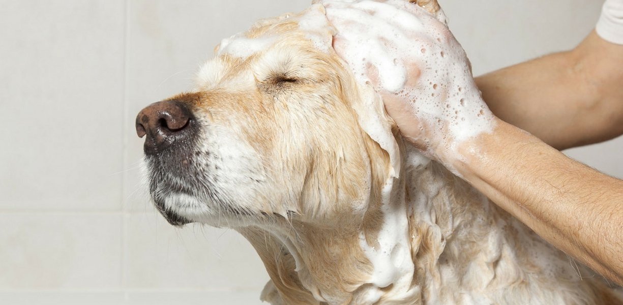 寵物店資產頂讓大埔1房總投資額約$100,000恰當租金近民生區配合民生市場需求穩定營運生意資產轉讓特許經營及加盟資料