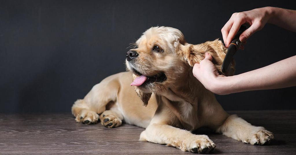 寵物店生意轉讓利潤約$58,300可Autorun離島合適選址控製成本有道民生客路廣退休放盤連存貨約$250,000設1房約575呎位於地舖特許經營及加盟資料