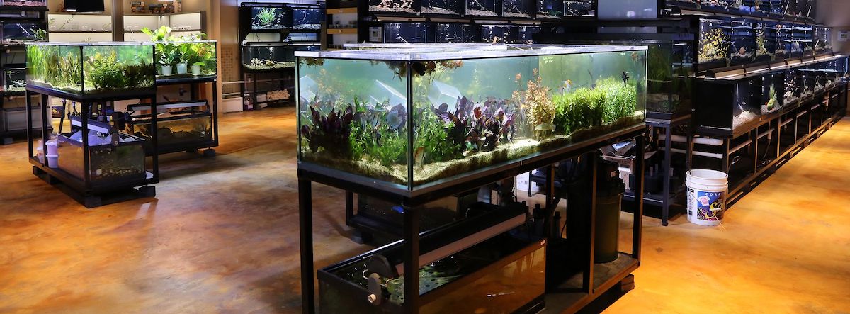 其他零售資產頂讓具動物售賣商(食用爬蟲類動物)牌照新界總投資額約$600,000累積口碑經營壓力低合適技術門檻入場容易生意資產轉讓特許經營及加盟資料