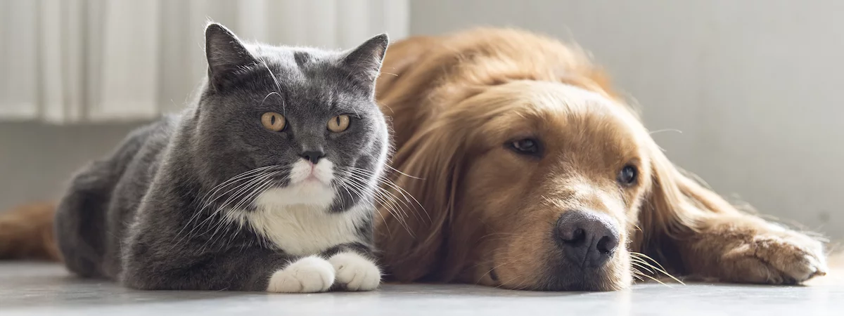 寵物店生意轉讓利潤約$27,964穩發展客底約150太子位於地舖10房罕有出讓場地裝修簡潔實用客戶支持度高生意頂讓特許經營及加盟資料