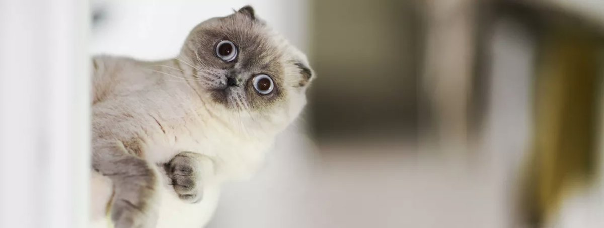 寵物店生意轉讓純利可達$63,100灣仔位於樓上舖可穩守本業繼續完善發展格局寬敞有利發揮業務潛能業績平穩生意頂讓特許經營及加盟資料