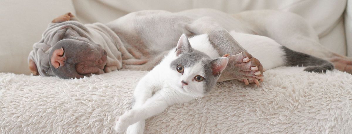 寵物店資產頂讓具寵物寄宿牌照香港總投資額約$500,000穩固發展需求核心地段場地裝修簡潔實用生意資產轉讓特許經營及加盟資料