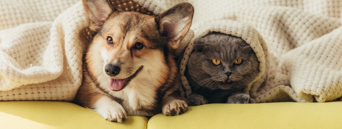 寵物店生意轉讓利潤約$34,400穩發展客底約500西環位於地舖需求核心地段配合民生市場需求穩定營運場地裝修簡潔實用生意頂讓特許經營及加盟資料