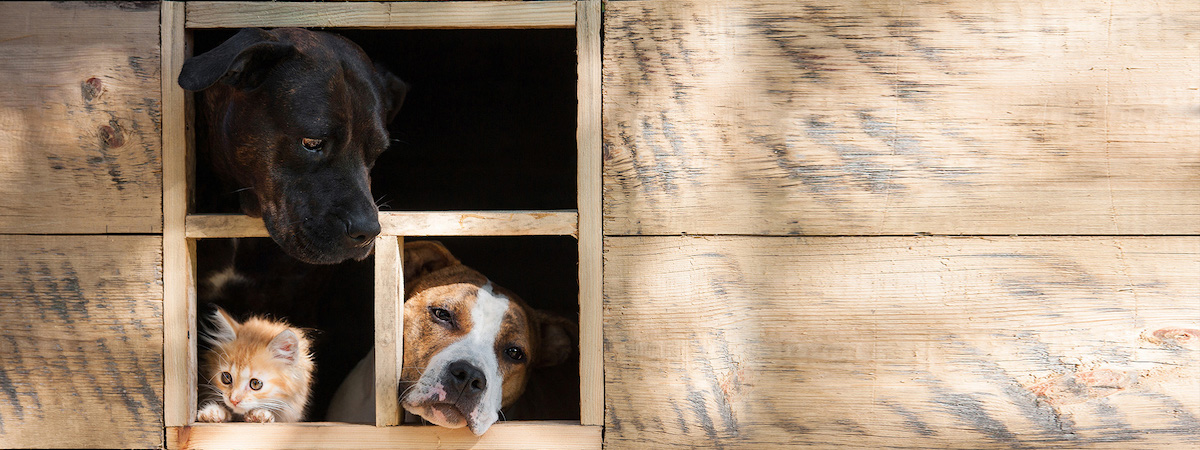 寵物醫院動物診所生意轉讓純利可達$116,850客底約2000新界位於地舖租金吸引已有生意基礎完善系統穩定財務表現穩定生意頂讓特許經營及加盟資料