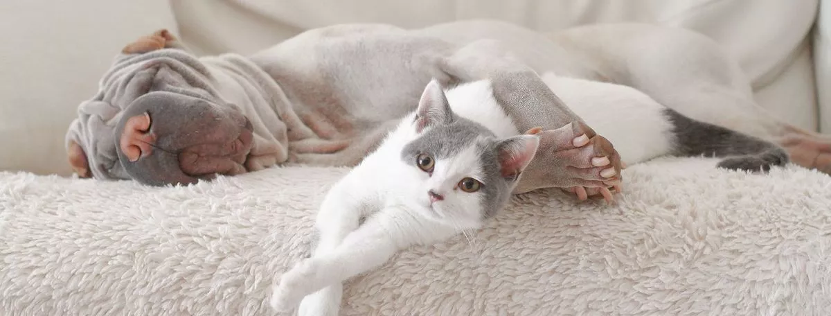 寵物店生意轉讓純利可達$67,950客底約500北角位於地舖穩固發展經營壓力低市場需求充足生意頂讓特許經營及加盟資料