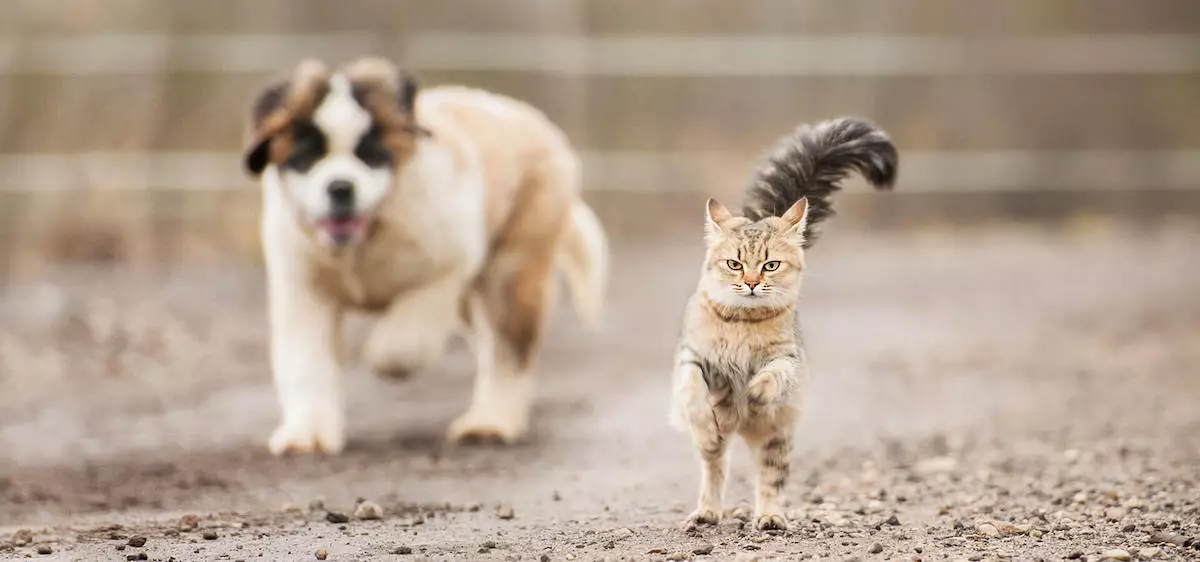 寵物店生意轉讓利潤約$68,490元朗買家獲得簡約營業環境民生客路廣約9個月回本退休放盤經營約15年歷史連存貨約$650,000位於地舖連閣樓約300呎特許經營及加盟資料