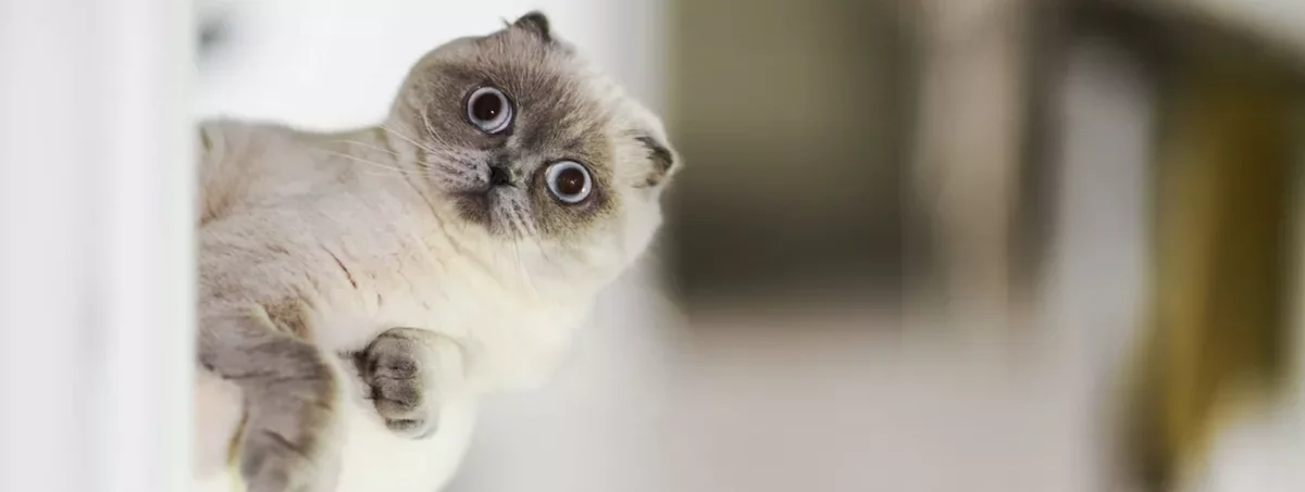 寵物店生意轉讓純利可達$43,000網上位於工廠大廈民生剛需環繞可轉型成彈性管理時間場地裝修簡潔實用生意頂讓特許經營及加盟資料