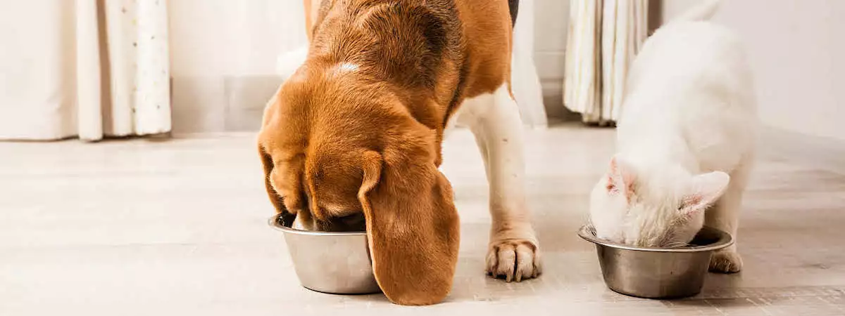 網上寵物用品店生意轉讓新蒲崗方便營運位置可沿業務優勢擴張發展另計存貨約$20萬特許經營及加盟資料