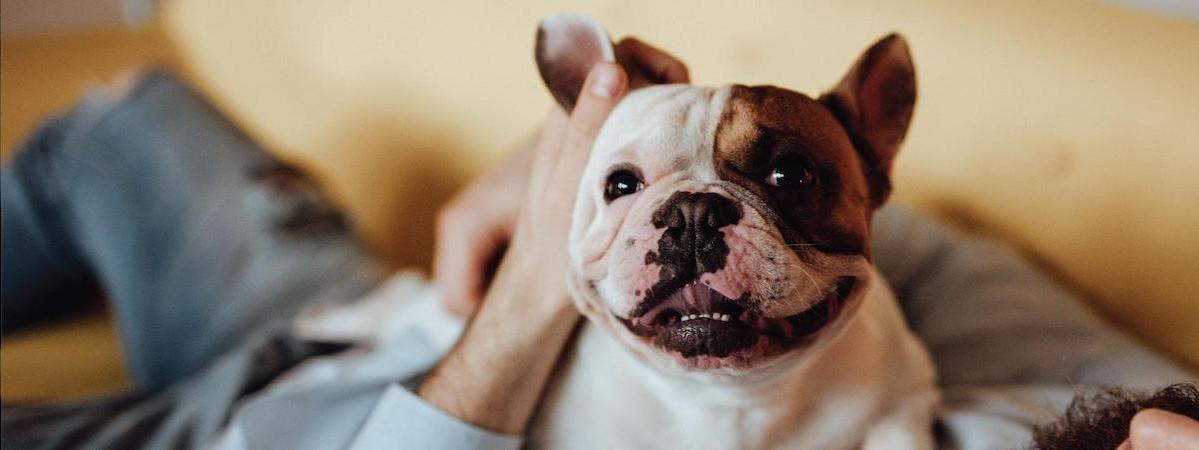 寵物店連寵物美容生意轉讓利潤約$22,000屯門平租金配合民生市場需求穩定營運約300呎約70客底另計存貨約$15萬約9個月回本經營約12年歷史特許經營及加盟資料