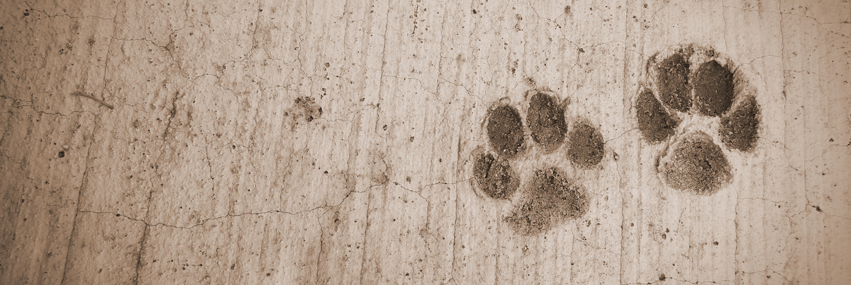 寵物店生意轉讓青衣優良商譽利潤潛力豐厚經營約13年歷史位於商場舖連存貨約$50,000約90呎特許經營及加盟資料