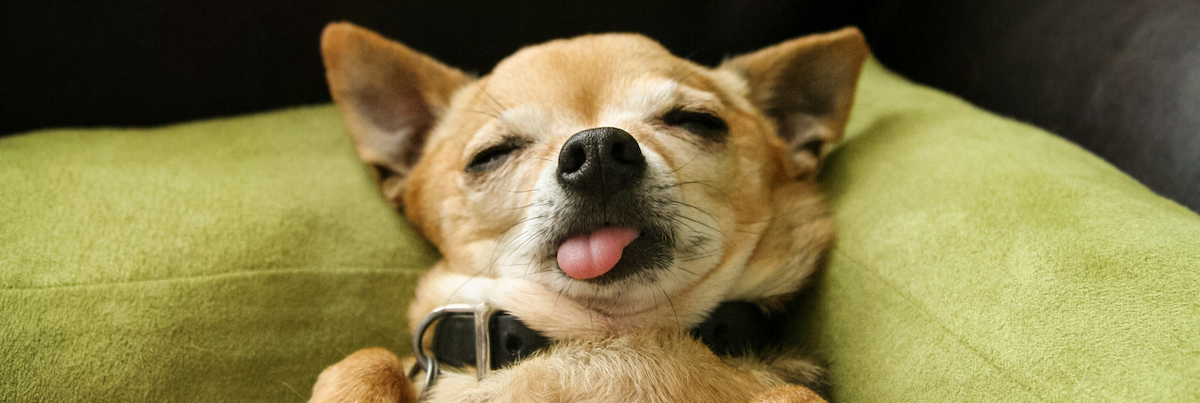 寵物美容店生意轉讓利潤約$11,155可Autorun西營盤罕有出讓經營壓力低約1,280呎總投資額約$150萬特許經營及加盟資料