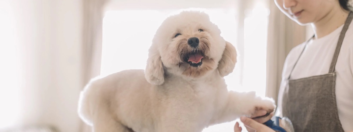 寵物店連寵物美容生意轉讓利潤約$28,112穩發展東涌位於商場舖細心經營財務表現穩定拓展客戶潛力生意頂讓特許經營及加盟資料