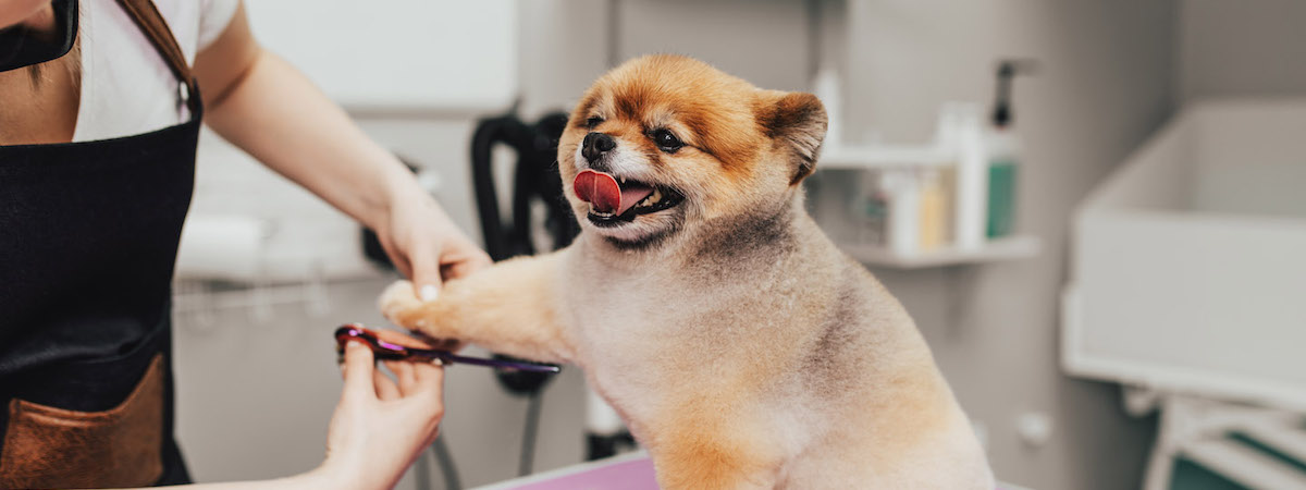 寵物店連寵物美容生意轉讓利潤約$12,512半Autorun柴灣近民生區可轉型成彈性管理時間連存貨約$3,000位於商業大廈約12個月回本約250呎特許經營及加盟資料