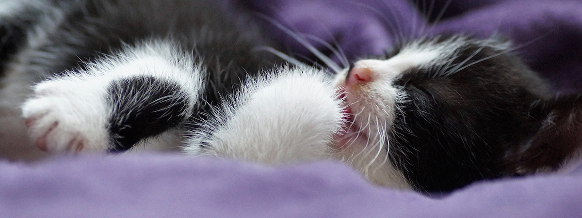 寵物店生意轉讓利潤約$25,780九龍城場地裝修簡潔實用頂讓門檻合理位於地舖約11個月回本總投資額約$500,000約300呎特許經營及加盟資料