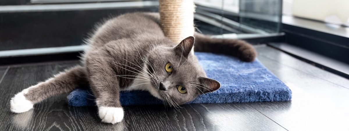 寵物店連寵物美容生意轉讓旺角累積口碑配合民生市場需求穩定營運總投資額約$600,000位於樓上舖約400呎特許經營及加盟資料