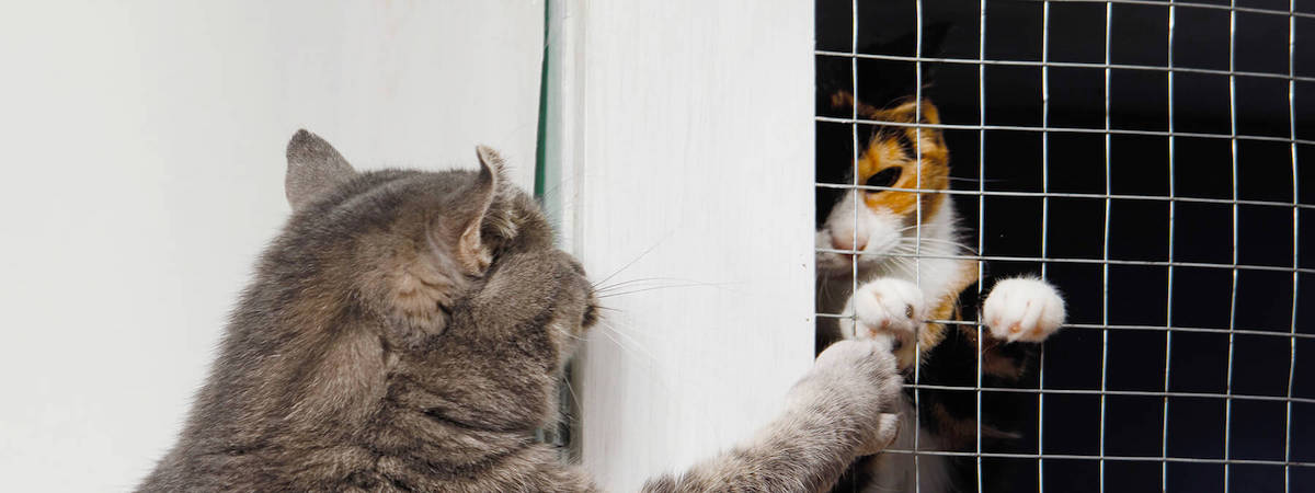 寵物店連寵物美容資產頂讓具持牌動物寄養所(可以申請續牌)客底約120西貢總投資額約$200,000易接受租金民生剛需環繞買家獲得簡約營業環境生意資產轉讓特許經營及加盟資料