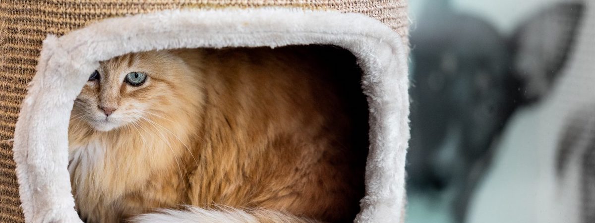 寵物店生意轉讓利潤約$51,050元朗經營壓力低省卻守業時間約100呎特許經營及加盟資料