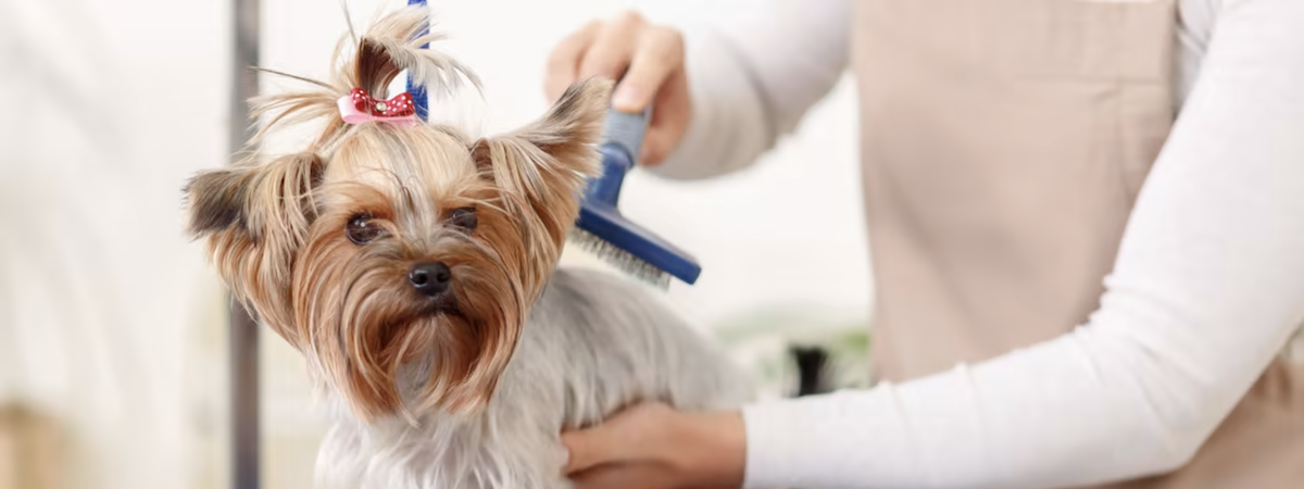 寵物店連寵物美容資產頂讓新蒲崗已有生意基礎完善系統穩定可轉型成彈性管理時間$18呎租約440呎總投資額約$500,000位於工廠大廈特許經營及加盟資料