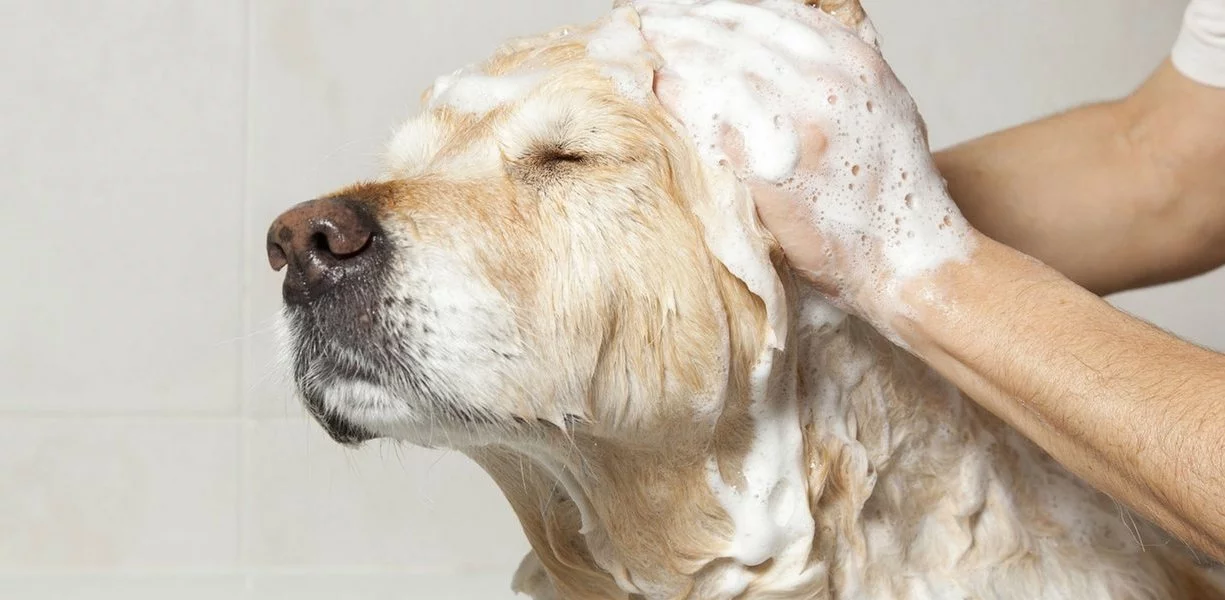 寵物店生意轉讓利潤約$15,073可Autorun元朗配合民生市場需求穩定營運客戶支持度高位於地舖約430呎特許經營及加盟資料