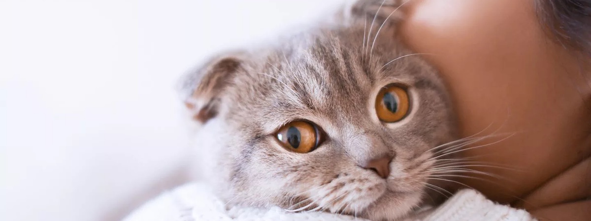 寵物店連寵物美容生意轉讓利潤約$61,012旺角細心經營經營壓力低總投資額約$800,000位於樓上舖約800呎特許經營及加盟資料