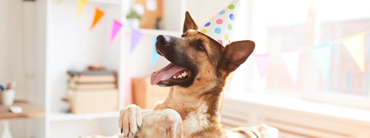 寵物友善Party Room生意轉讓利潤約$27,380葵涌於行內具競爭能力頂讓門檻合理約8個月回本$14呎租位於工廠大廈約1,700呎特許經營及加盟資料