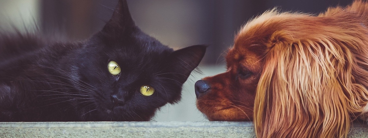 寵物店連寵物美容生意轉讓利潤約$15,800可Autorun旺角平租金場地裝修簡潔實用約6個月回本約4,000呎總投資額約$140萬特許經營及加盟資料