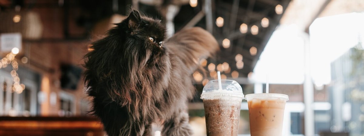 貓Cafe生意轉讓半Autorun荃灣屋苑住宅提供需求店舖保養得宜實用開業員工可留任約1,600呎$15呎租總投資額約$600,000位於工廠大廈特許經營及加盟資料