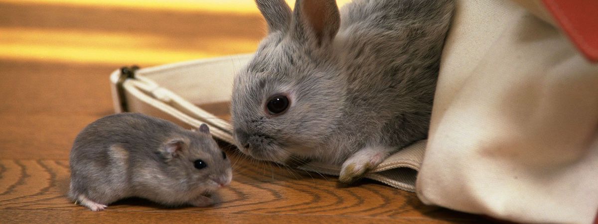 網上小寵物產品零售店生意轉讓利潤約$79,800可Autorun網上累積口碑財務表現穩定約1,300客底特許經營及加盟資料