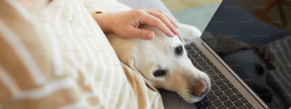網上寵物用品店生意轉讓利潤約$97,500網上可穩守本業繼續完善發展拓展客戶潛力連存貨約$60萬特許經營及加盟資料