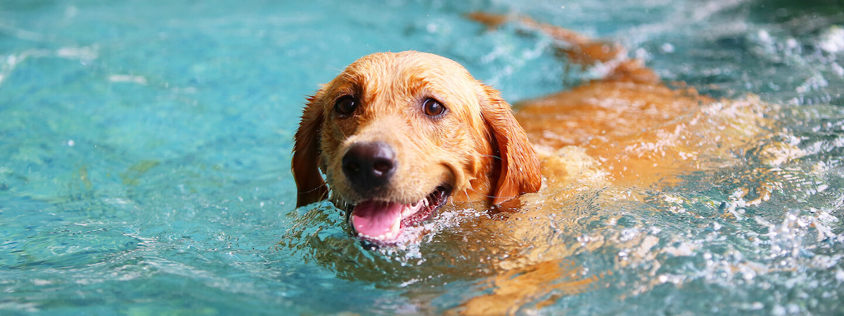 寵物店連寵物美容生意轉讓利潤約$67,200半Autorun新界租金水平合適利潤潛力豐厚約900呎連存貨約$50,000約150客底位於地舖總投資額約$1,200,000特許經營及加盟資料