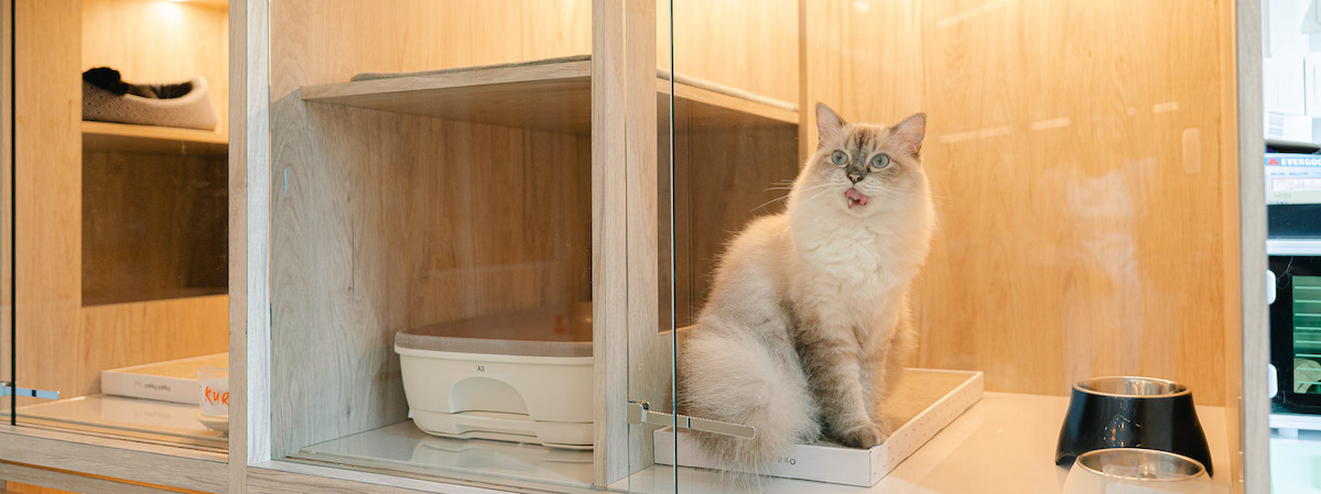 寵物店資產頂讓西營盤於行內具競爭能力買家獲得簡約營業環境連存貨約$20,000約300呎位於地舖連閣樓具動物售賣商牌照特許經營及加盟資料