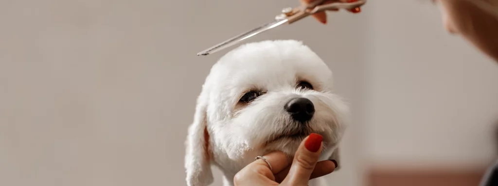 寵物美容店生意轉讓利潤約$62,248半Autorun尖沙咀可轉型成彈性管理時間移民放盤經營約19年歷史約2,000客底連存貨約$15萬總投資額約$70萬特許經營及加盟資料