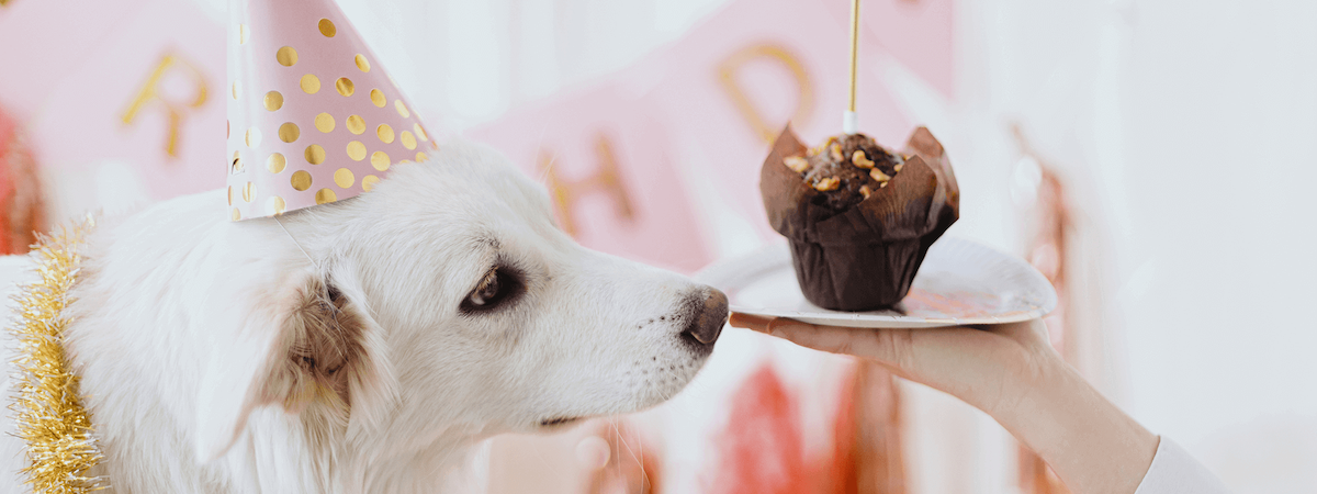 寵物友善Party Room生意轉讓利潤約$35,100半Autorun觀塘可轉型成彈性管理時間拓展客戶潛力有班底總投資額約$50萬約4,000呎特許經營及加盟資料