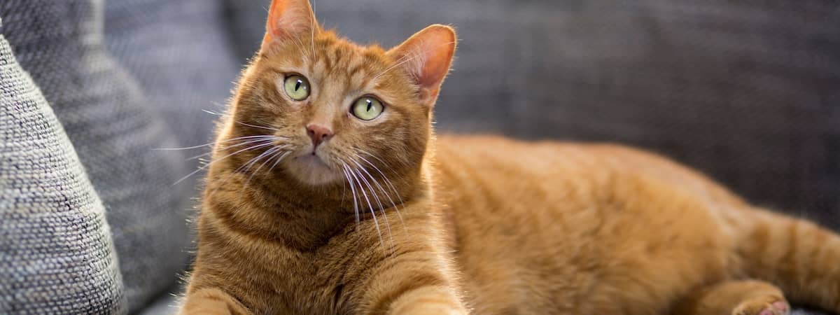 寵物店生意轉讓北角近民生區已有生意基礎完善系統穩定連存貨約$3萬約250呎特許經營及加盟資料